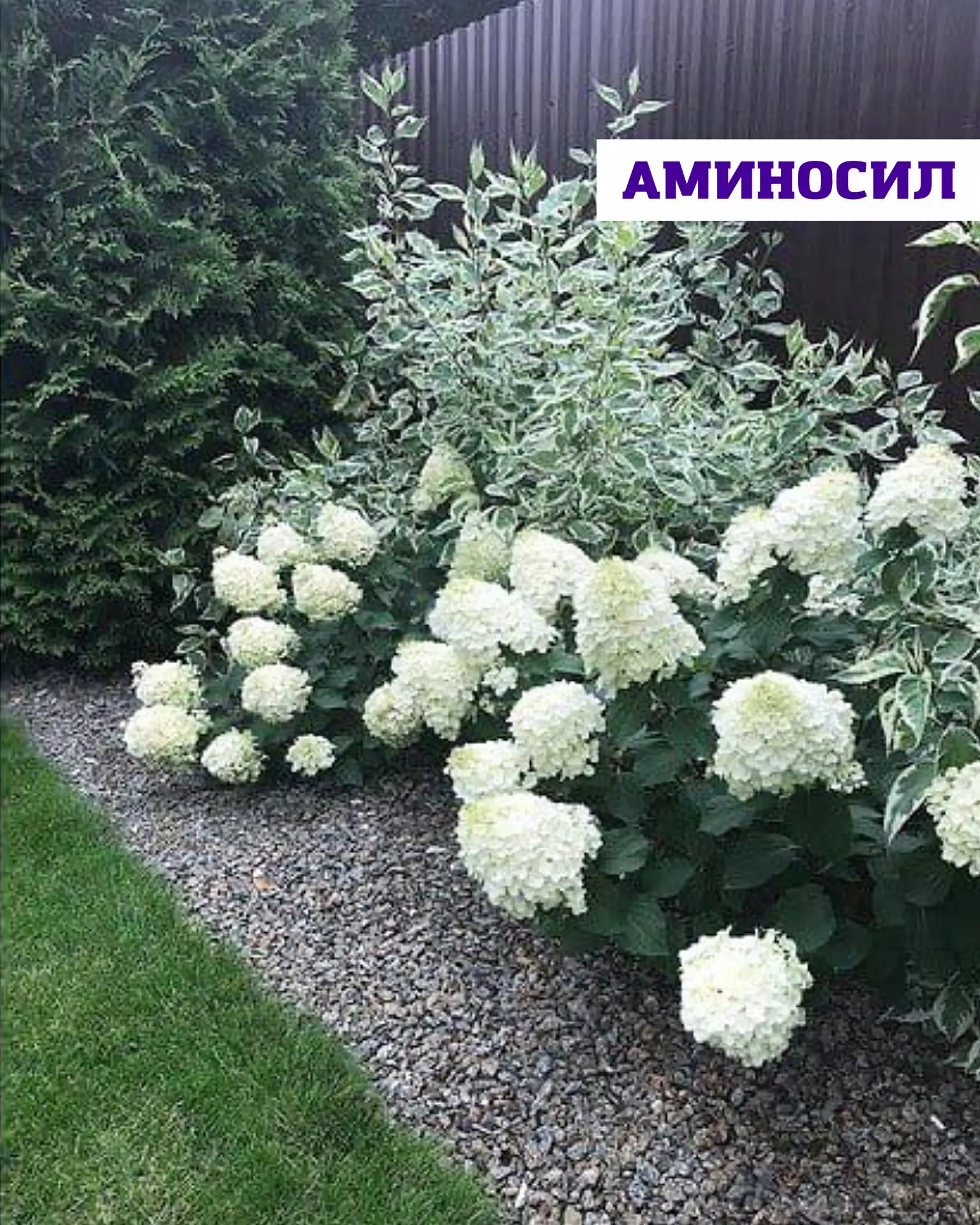 Когда сажать метельчатую гортензию, чтобы она прижилась и пышно цвела 🌸  Метельчатая гортензия — одн