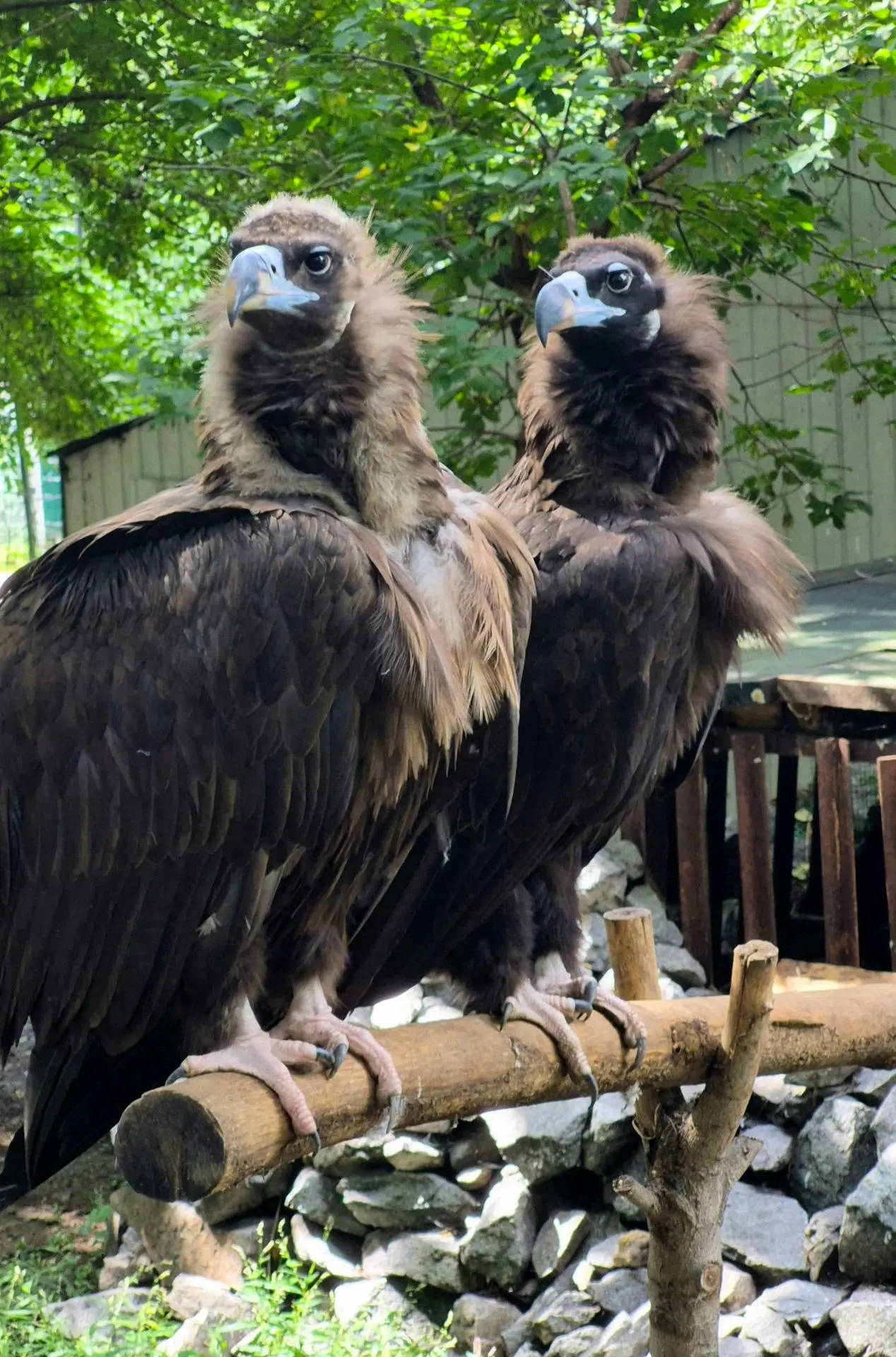 🦅🌍 ВСЕМИРНЫЙ ДЕНЬ ГРИФА 🌍🦅