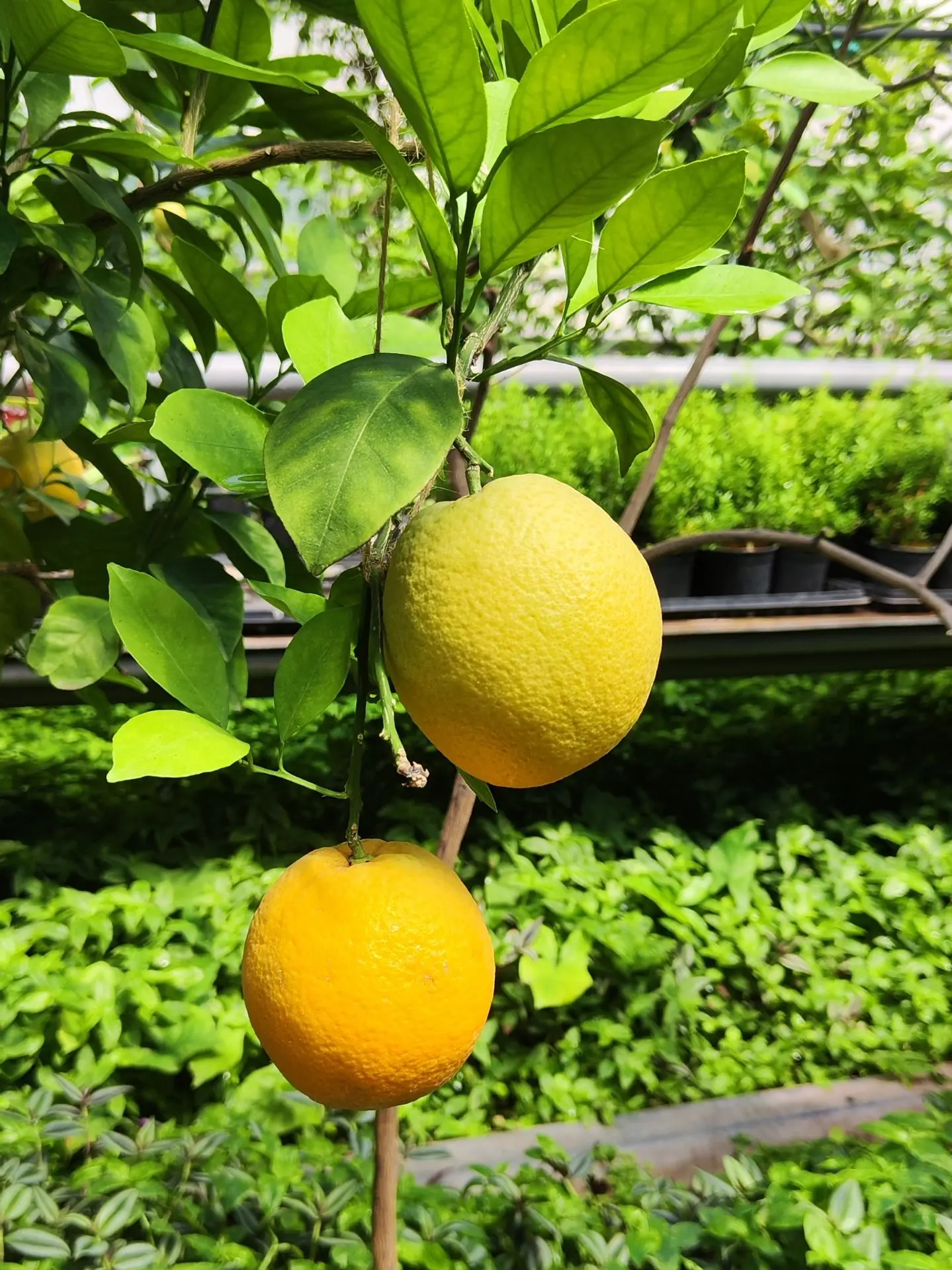 🌿 Доброе воскресное! ☀️ Мы проводим день на экскурсии в лимонарии. Такое удивительное ...