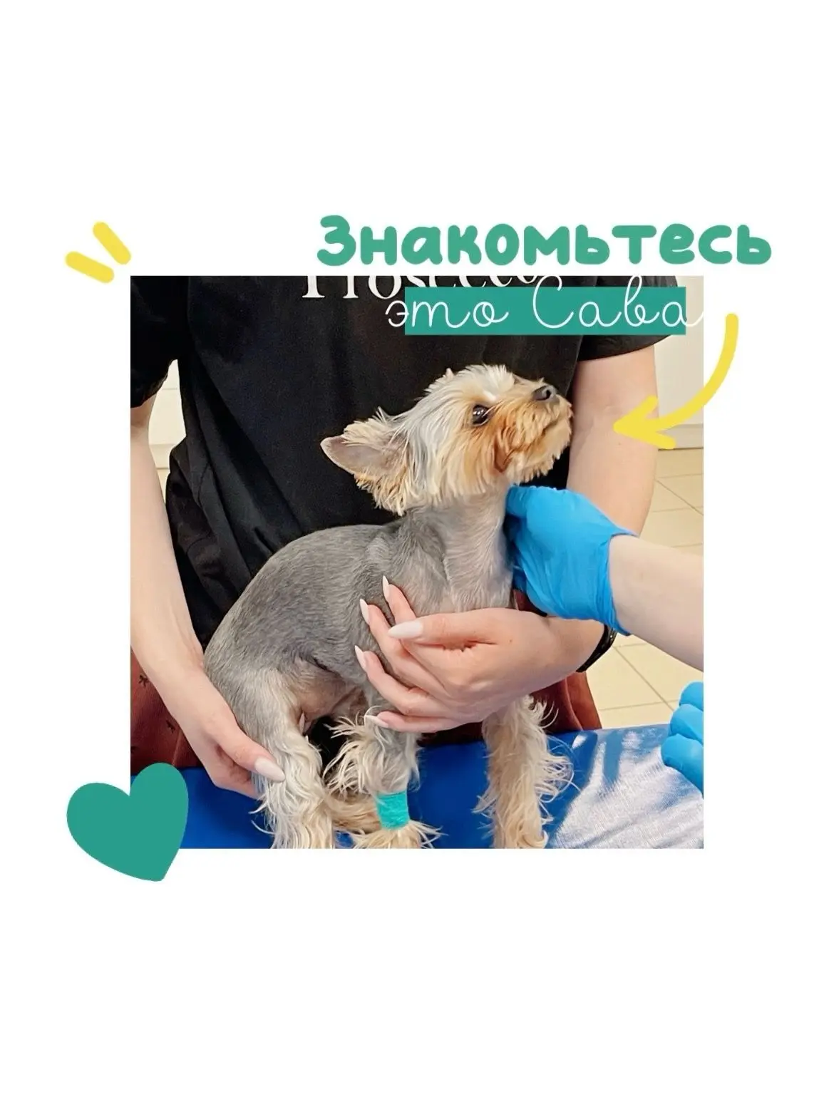 Знакомьтесь — Сава 🐶