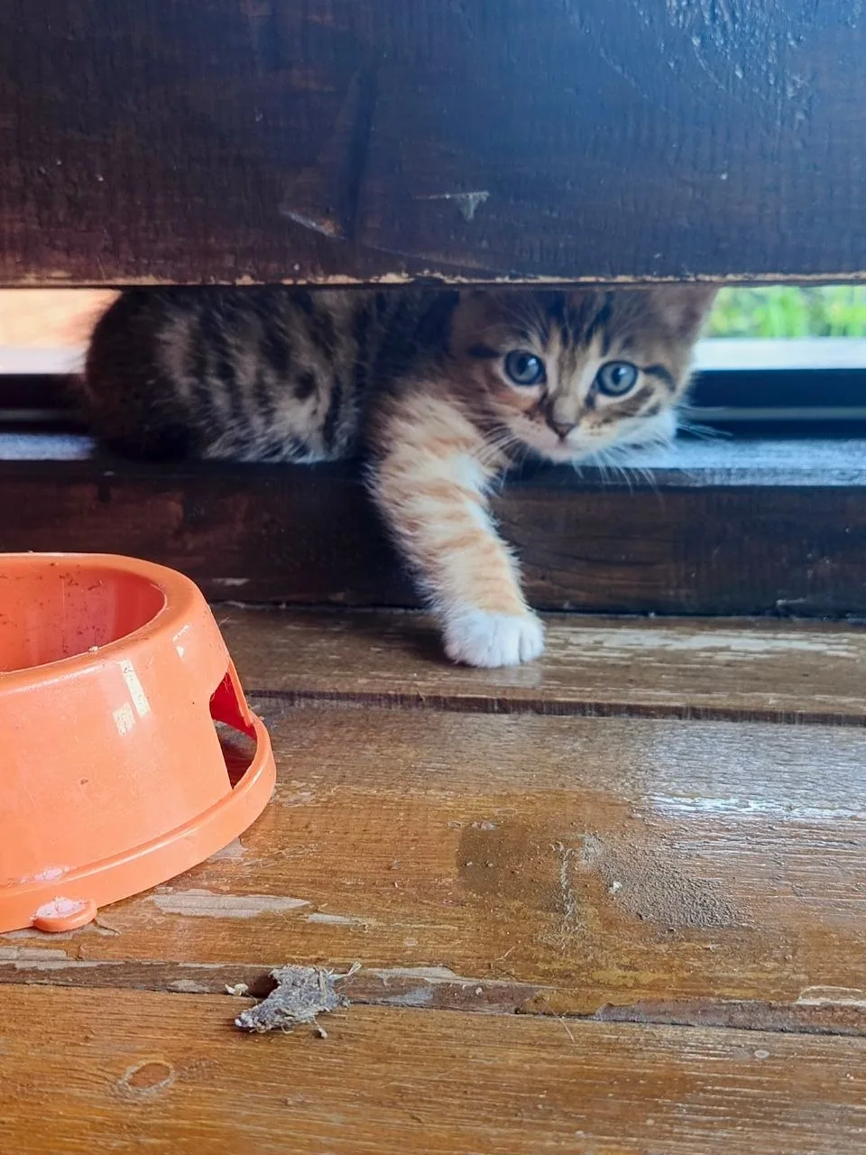Замечательные котята. Мама - Хищница (Сам побаиваюсь). Едят всё от кошачего корма и мол...