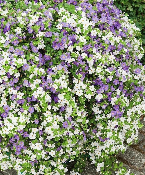 Бакопа - красивое ампельное растение 🌺

🏡

_______
https://vk.ru/club233409156 и получайте только 