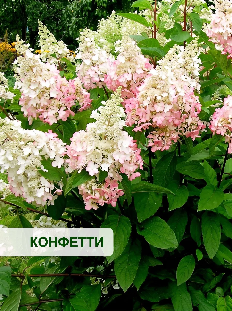 🌸 5 фактов, после которых вы влюбитесь в гортензию Конфетти