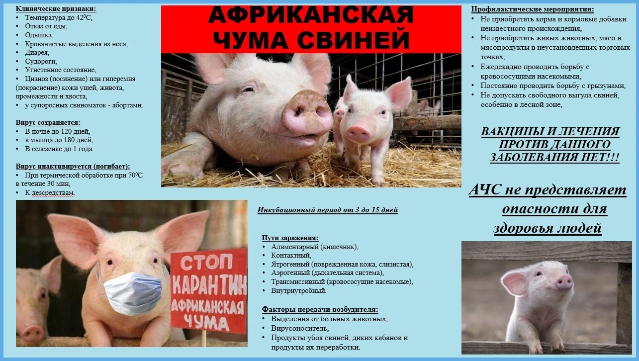 Африканская чума свиней!