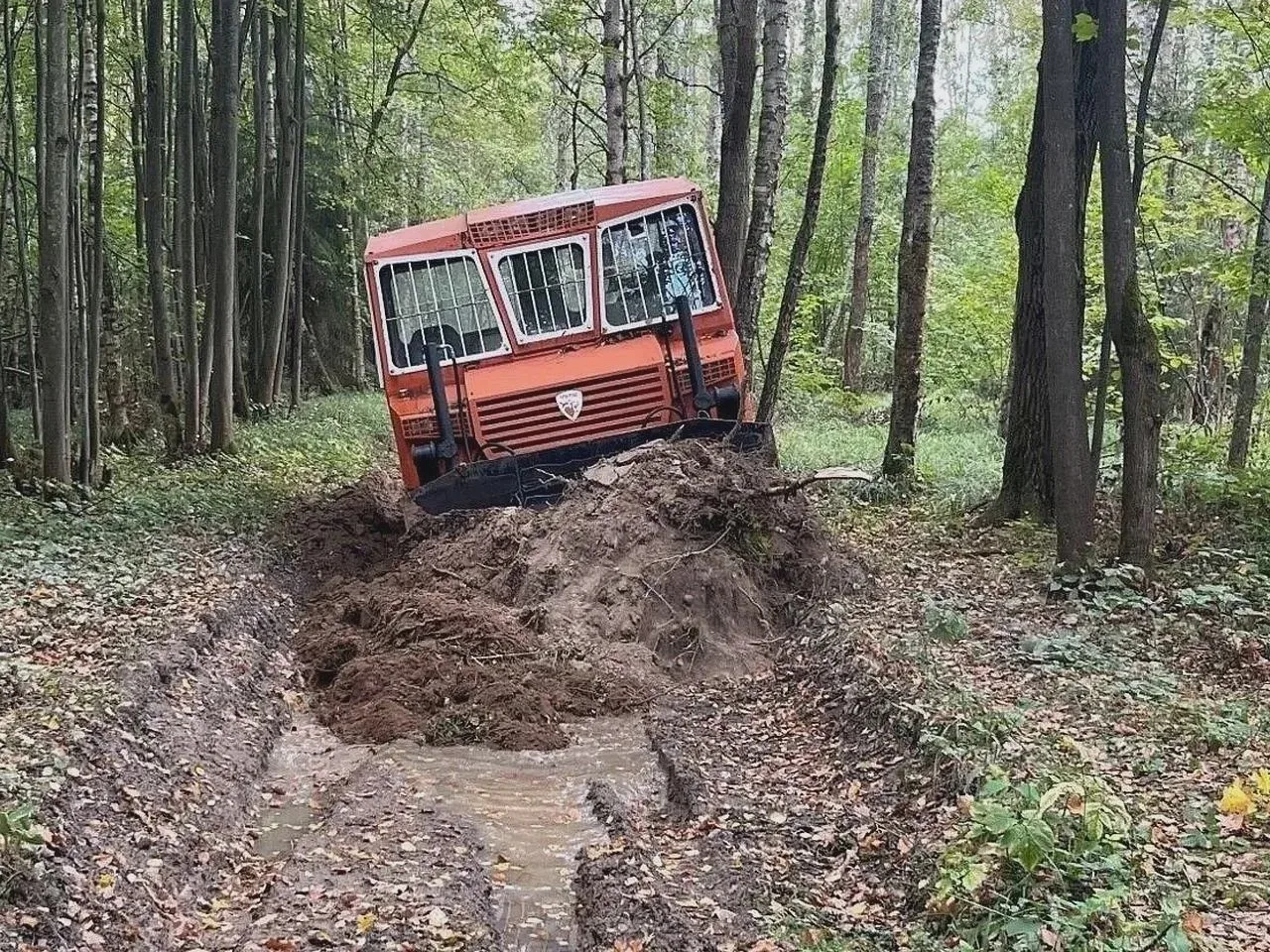 🌲 В трёх горокругах привели в порядок лесные дороги