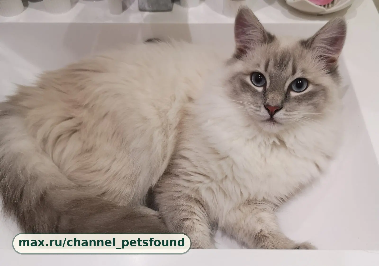 🐾 Пропал питомец — Канаш