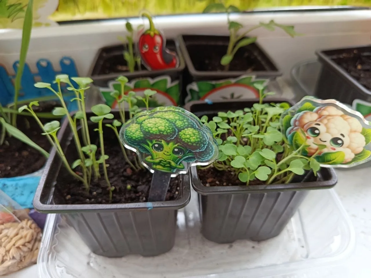 🌱 Конкурс мини-огородов на окне в Корпусе 5  На днях в Корпусе 5  прошёл ежегодный конкурс мини-огор
