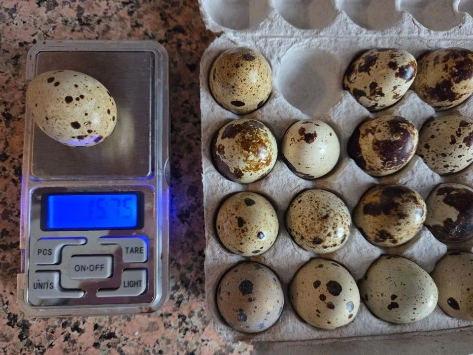 Маленький размер — колоссальная польза! 🥚🌿