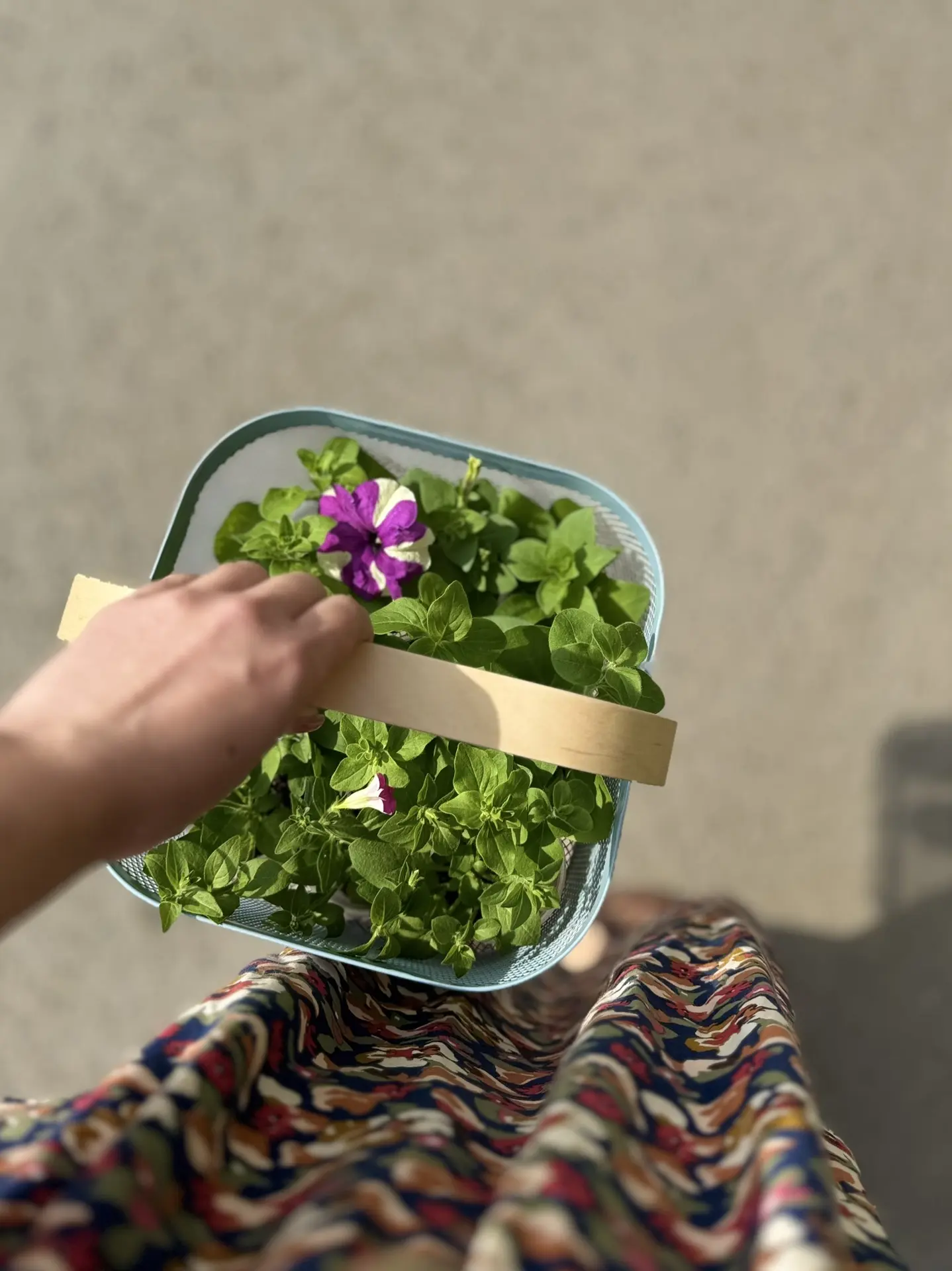 Когда решилась отнести свою петунью на продажу, которую холила с февраля🌱 Но поставить...