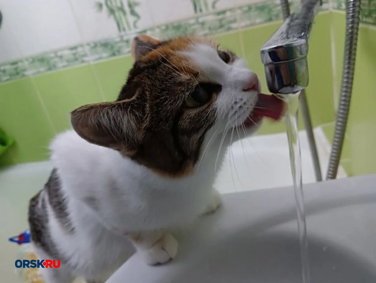 На новой биофабрике не будет горячей воды