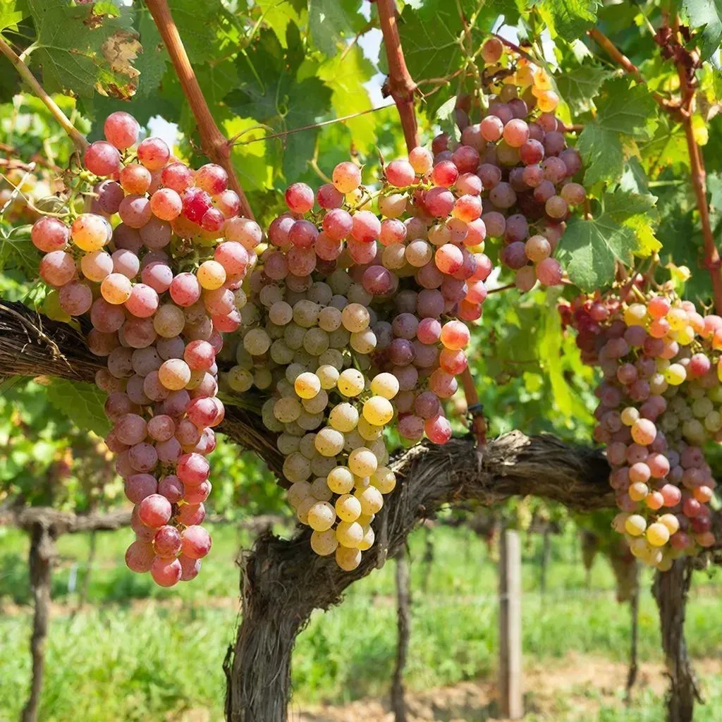 Лайфхаки по уходу, подкормкам и размножению винограда 🍇
