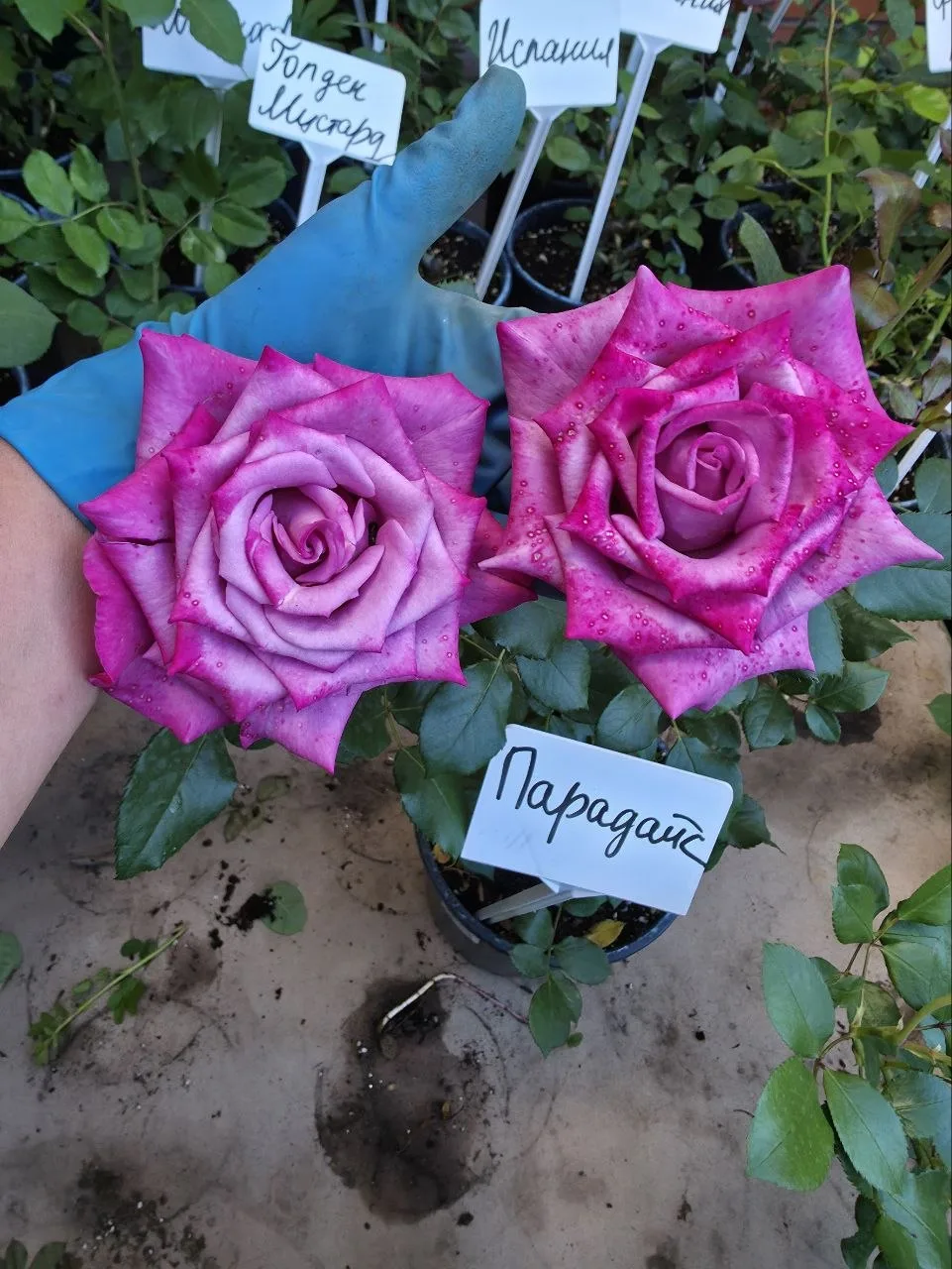 Чайно-гибридная роза Парадайз 💜💗

Цена: 1000 рублей.