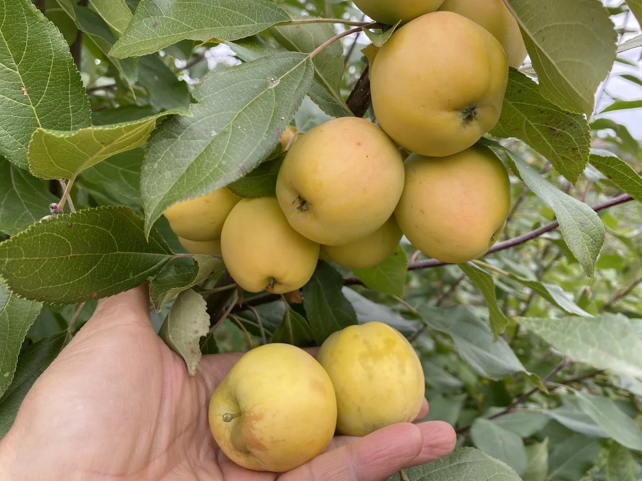 🍏 Яблоня «Уральское Наливное» — сладкий вкус и железная стойкость!