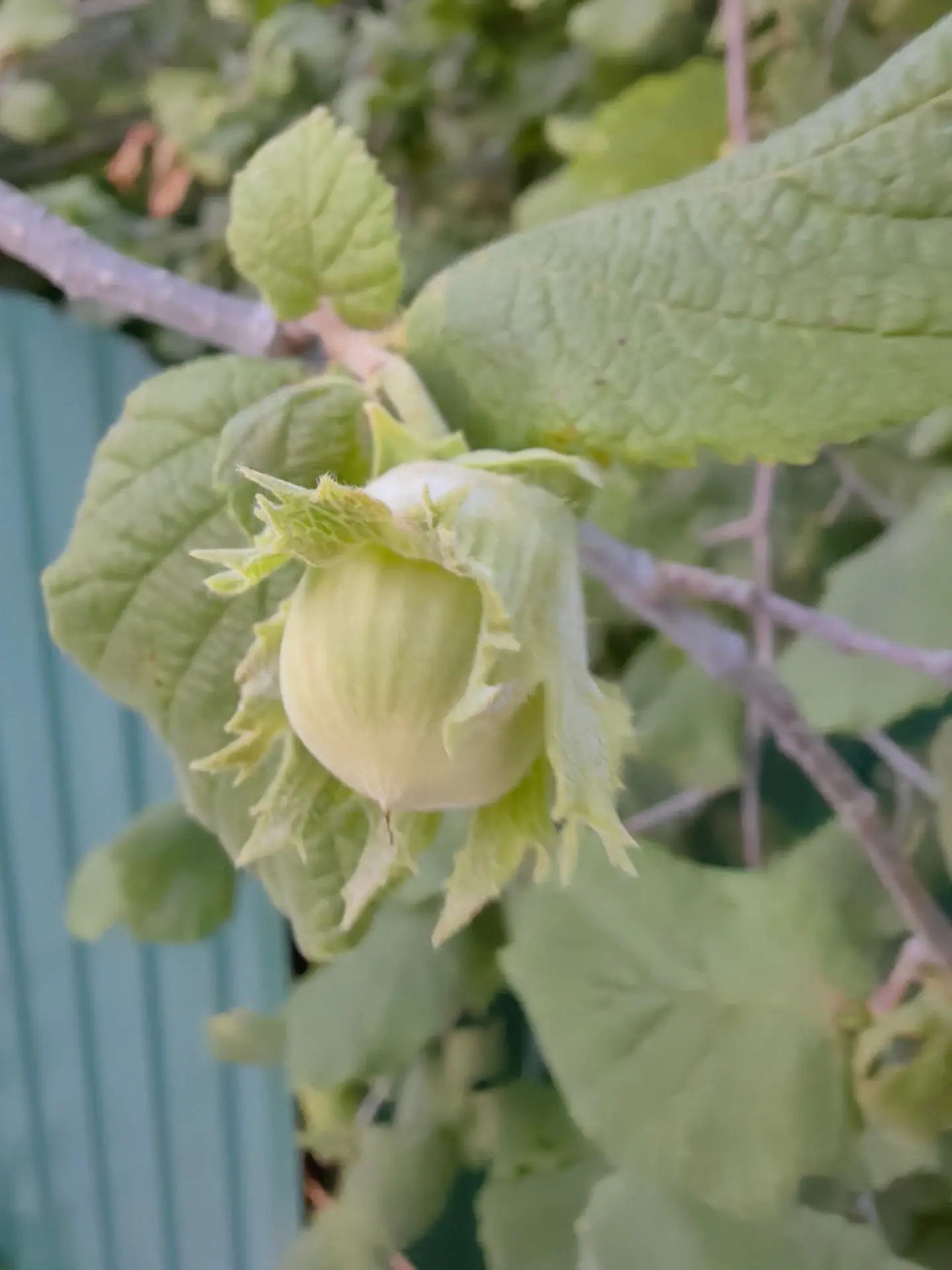 Это растёт фундук 🌰 просто у кого-то в огороде 😃 как в Сибири черёмуха 😁