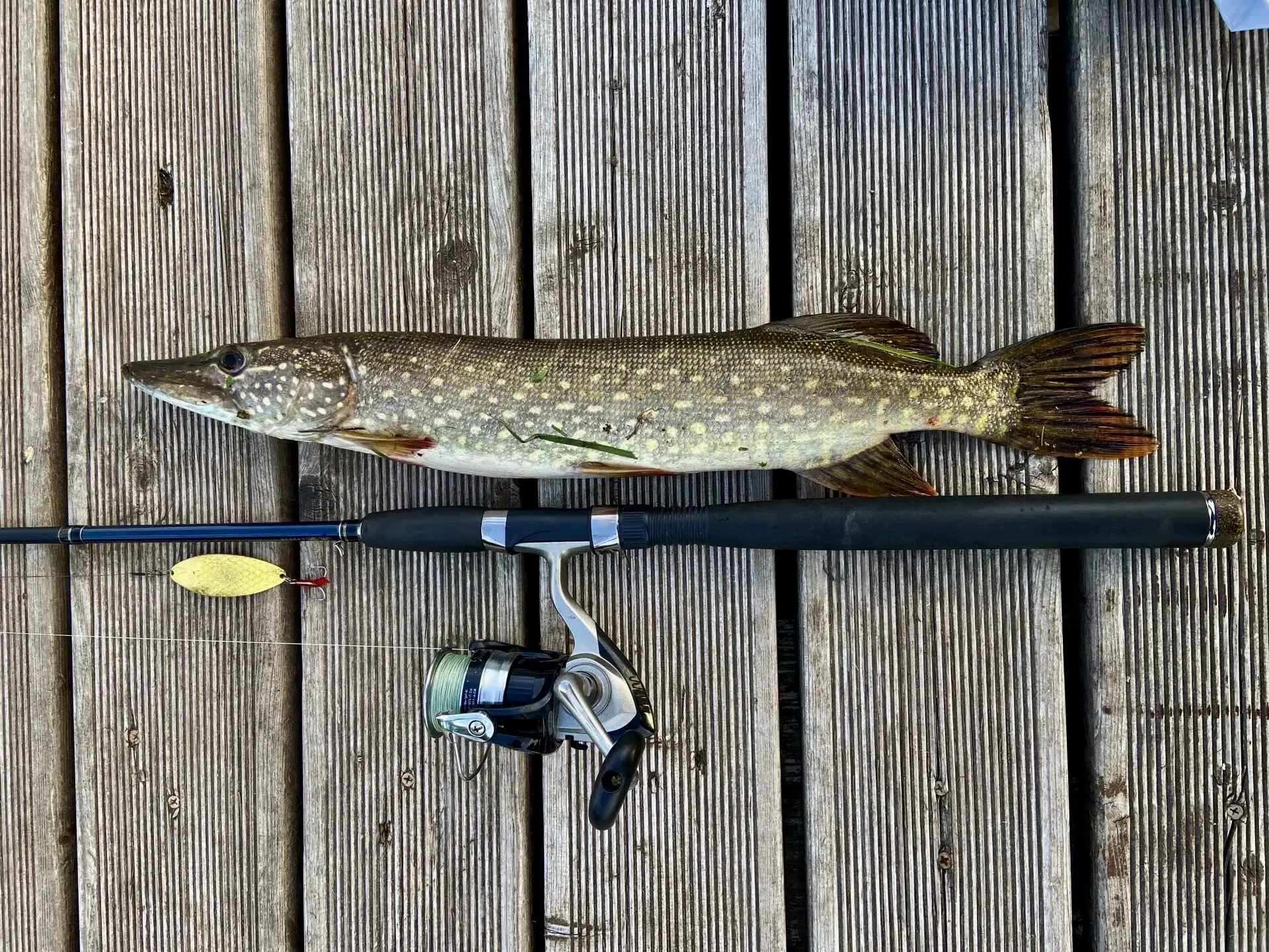 На оценку банда 🎣