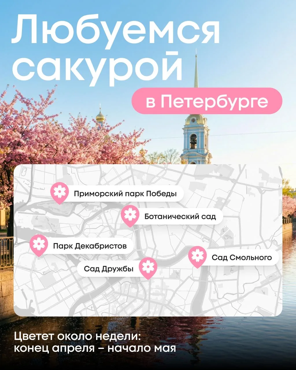 🇯🇵 Полный гайд по сакуре: где искать Японию в Петербурге  Для путешествия в страну восходящего солнц