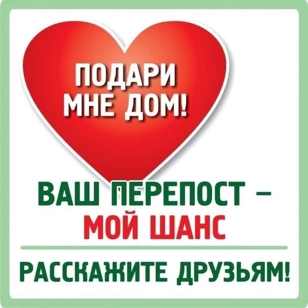 🏠🙏Кошечки ищут дом!!! 🏠🙏Примерный возраст 1 - 2 года! Прошли процедуру кастрации!! ...
