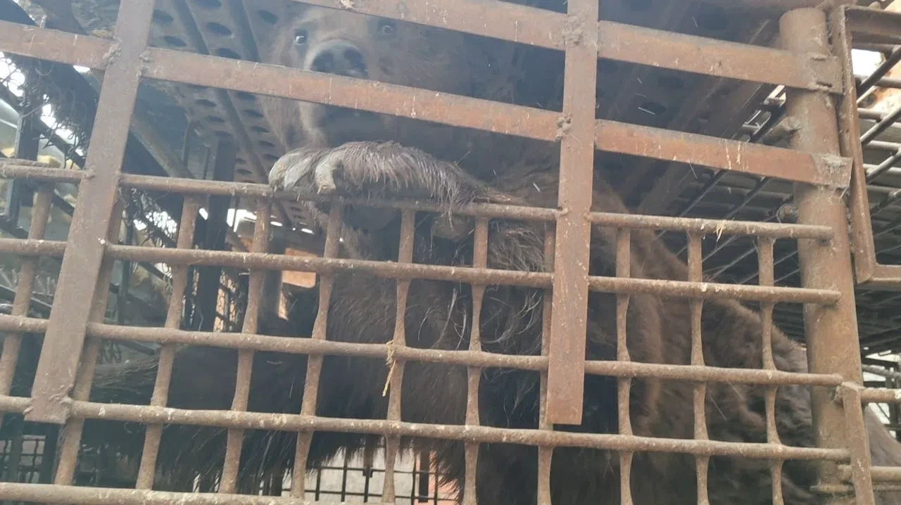 Медведь Степан не сможет переехать из тесной клетки в Челябинский зоопарк.

Для еще одного крупного 