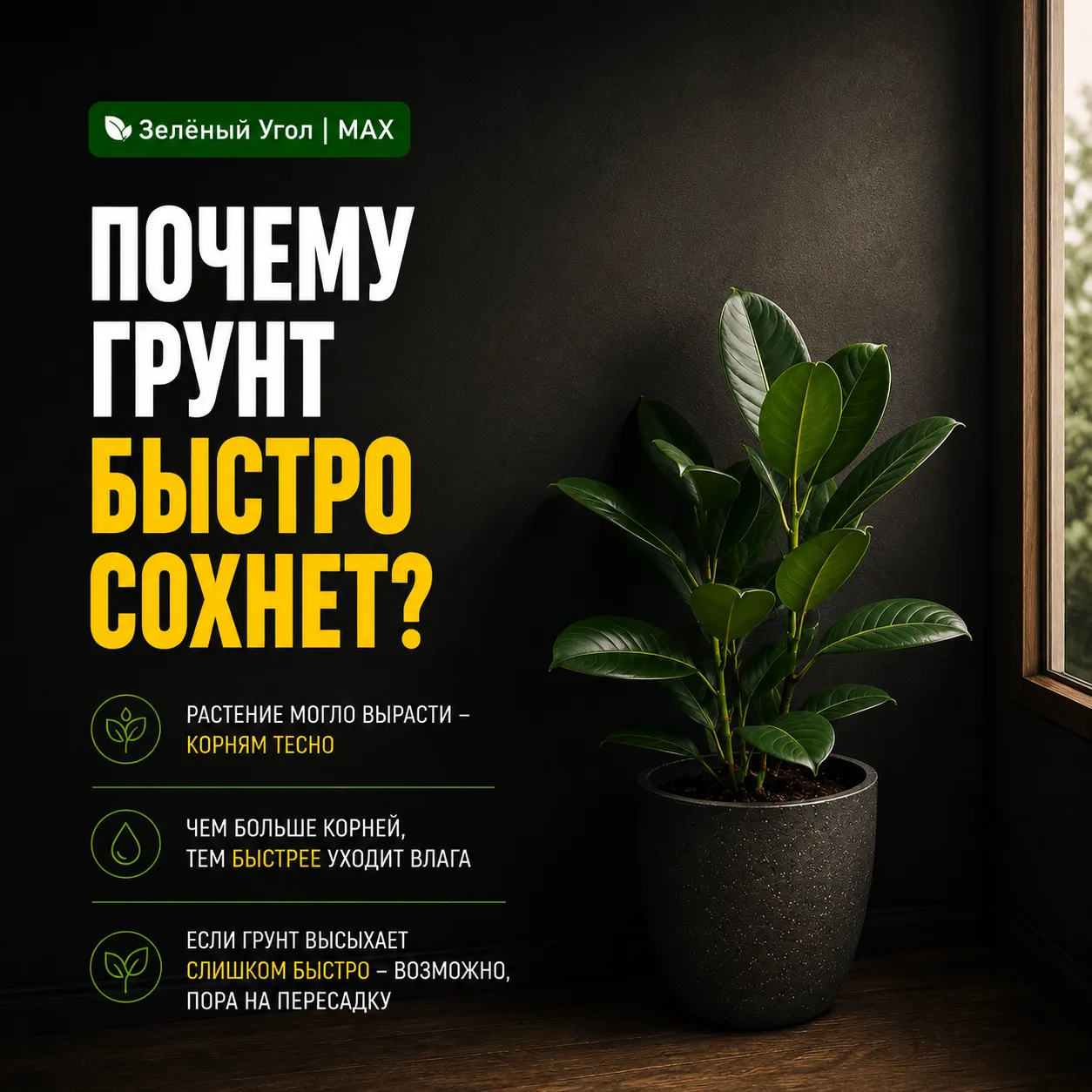 ПОЧЕМУ ГРУНТ БЫСТРО СОХНЕТ?
 
Не всегда виновато лето.
 
Иногда растение просто выросло.
 
Корни зан