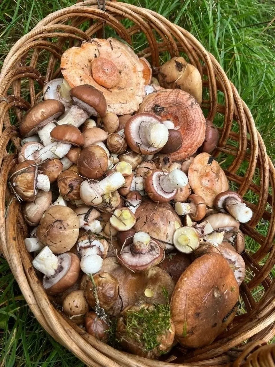 🍄 Белые грибы пошли по Рязанской области