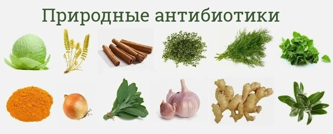 🌿Топ 5 трав-антибиотиков