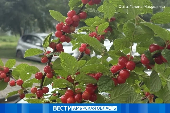 До +30 °С и без сильных дождей: какой будет погода в Амурской области 30 июля

В четверг сохранится 