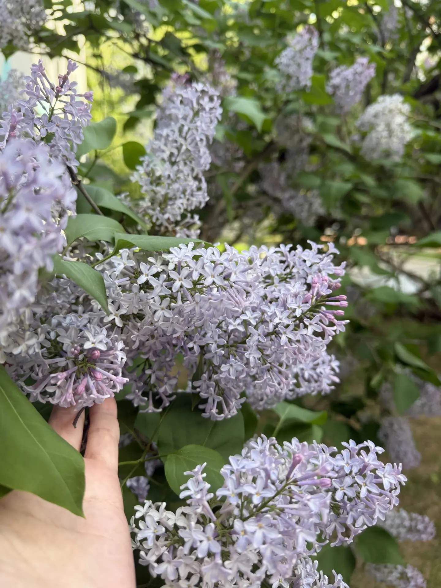 Как же я люблю сирень! 😍 Выходишь из машины - и сразу в нос бъет её дух.  Каждый год в пору цветения