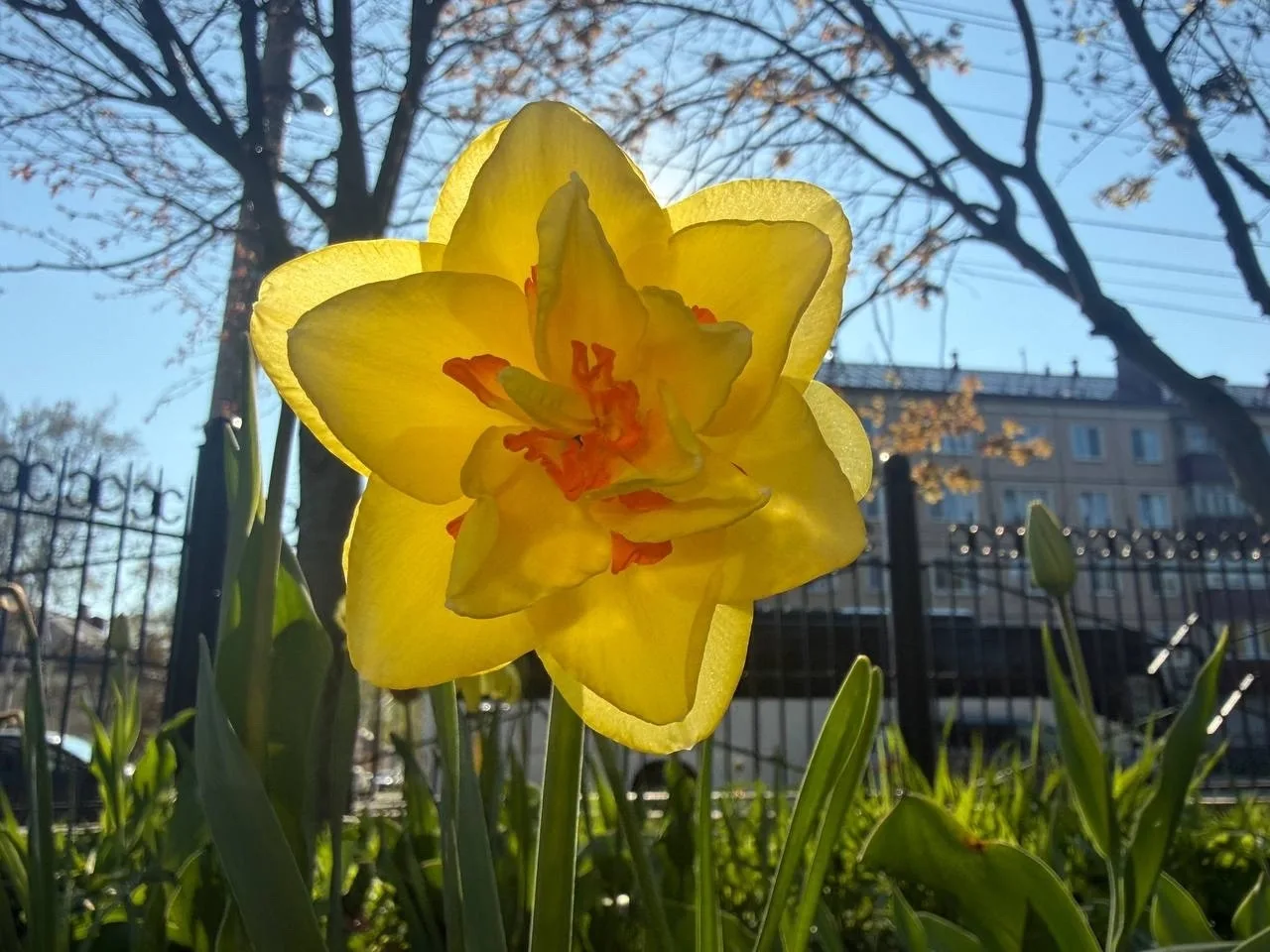 Лучики радости и добра 🌼  Только взгляните на эти чудесные нарциссы – они словно тёплое майское солн