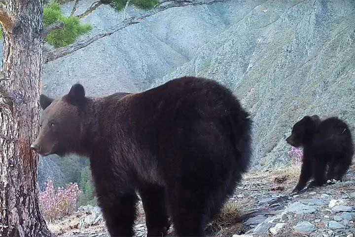 Ещё одного медведя заметили у Колмаково