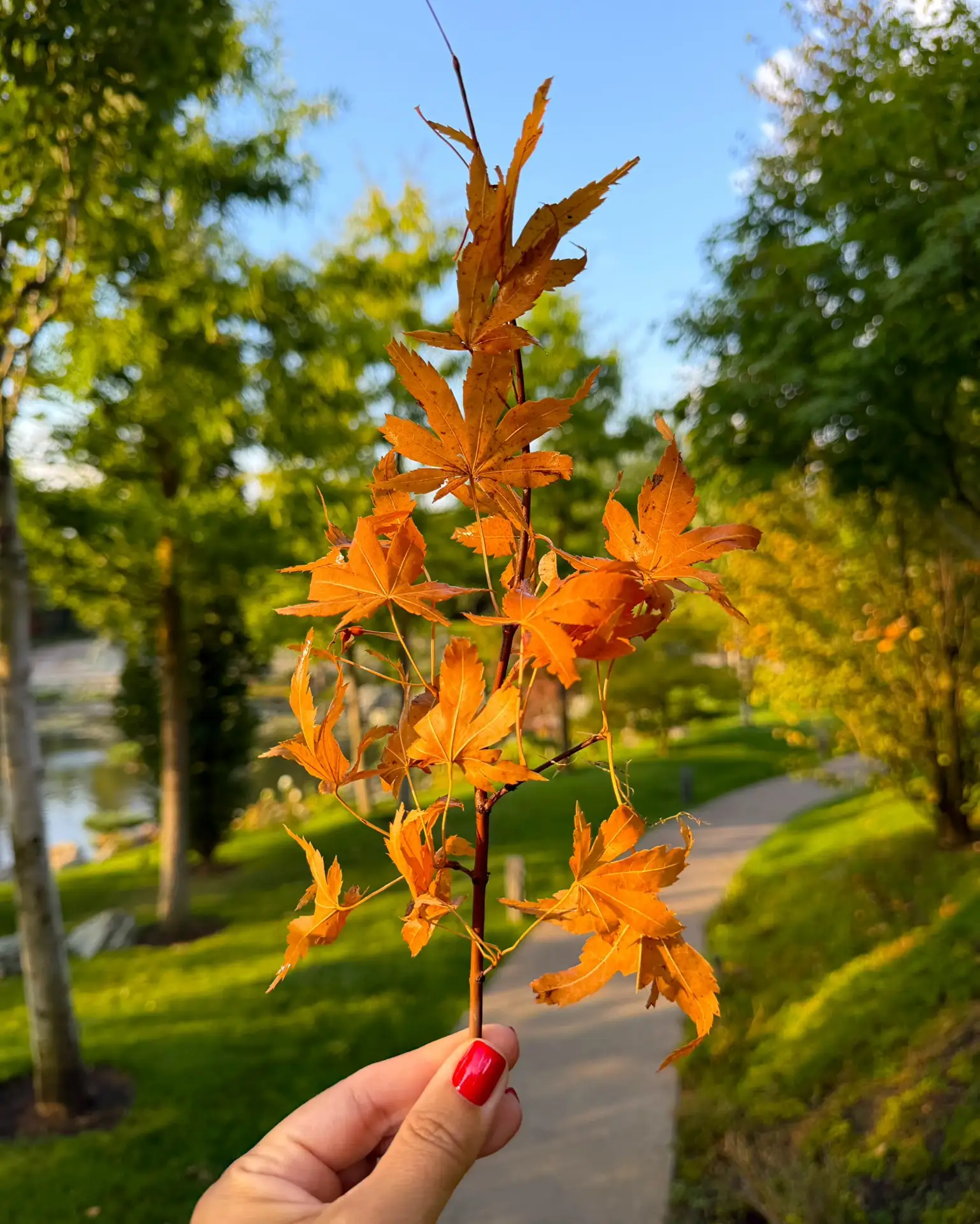 Вот и осень пришла в Японский сад 🍂