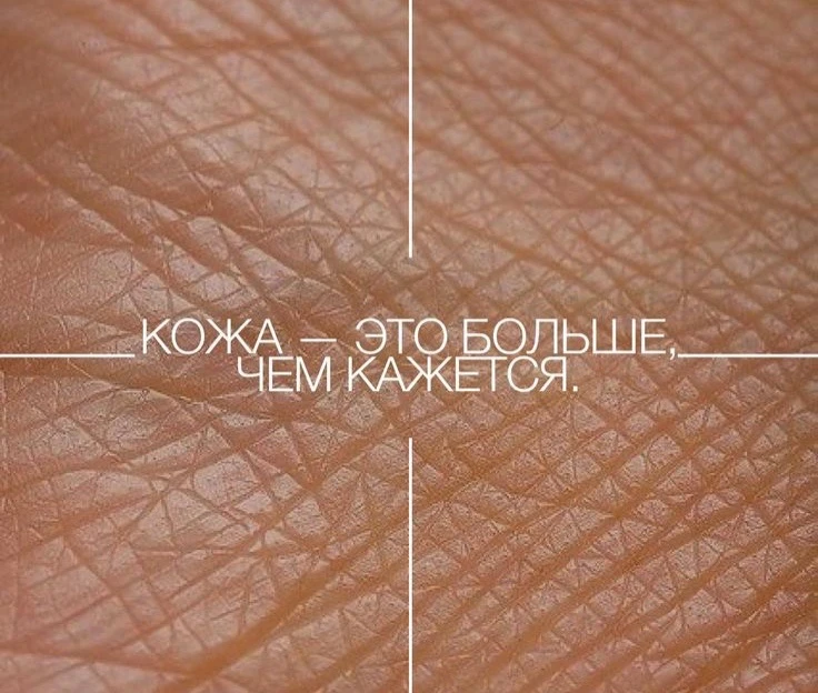 Первичные (злокачественные) лимфомы кожи (ПЛК) отличаются от воспалительных дерматозов: