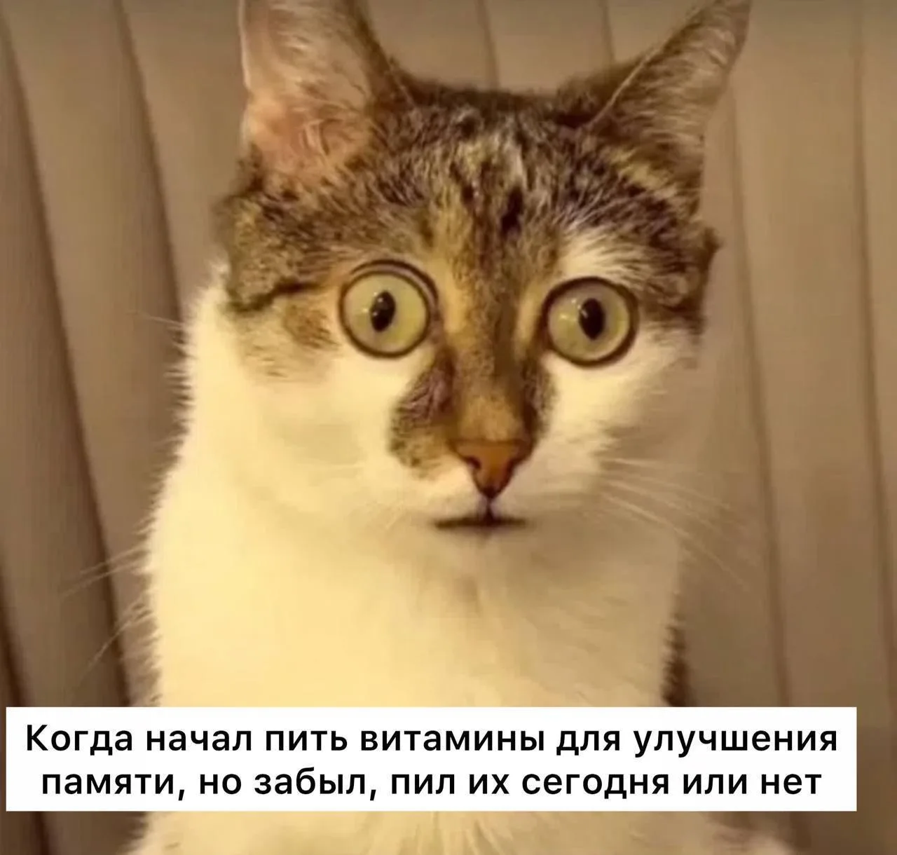 Дефицит витамина Е в организме может привести к частым простудам, сухости кожи и сбоям ...