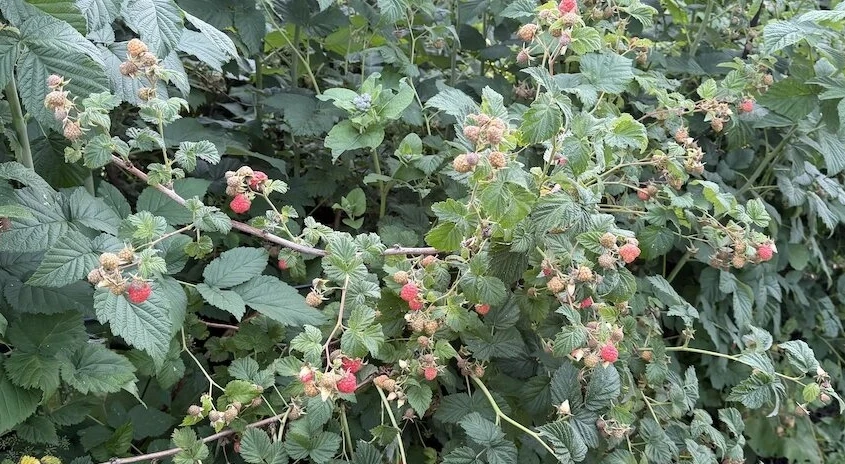🍇 Подкормка малины после сбора урожая: что дать в августе