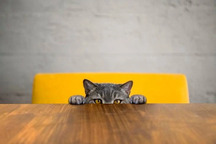 😸Кошки сбрасывают вещи со столов потому что им скучно и они хотят вашего внимания.