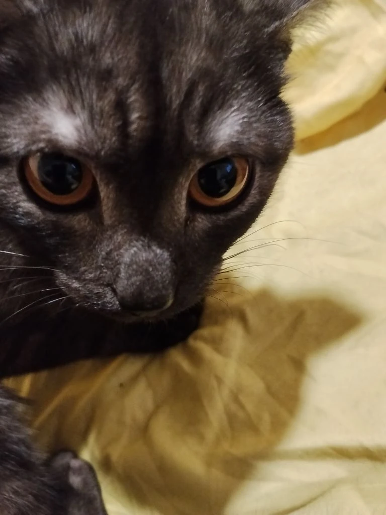 Котя маленький ищет дом😿 😫🙏🙏💓
