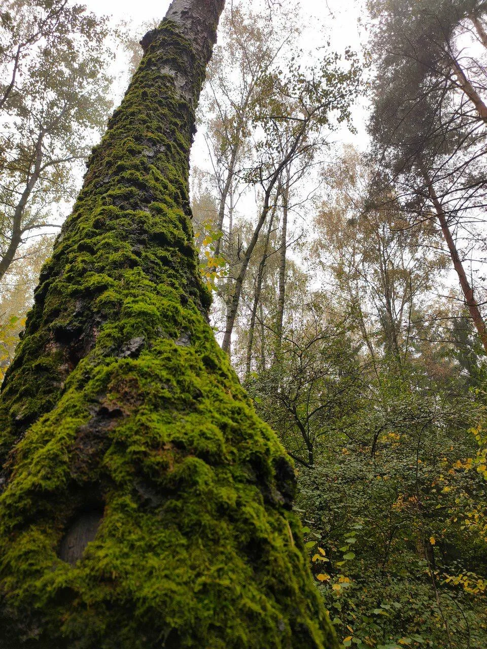Кинематографичный кадр из Бутовского леса. 📸