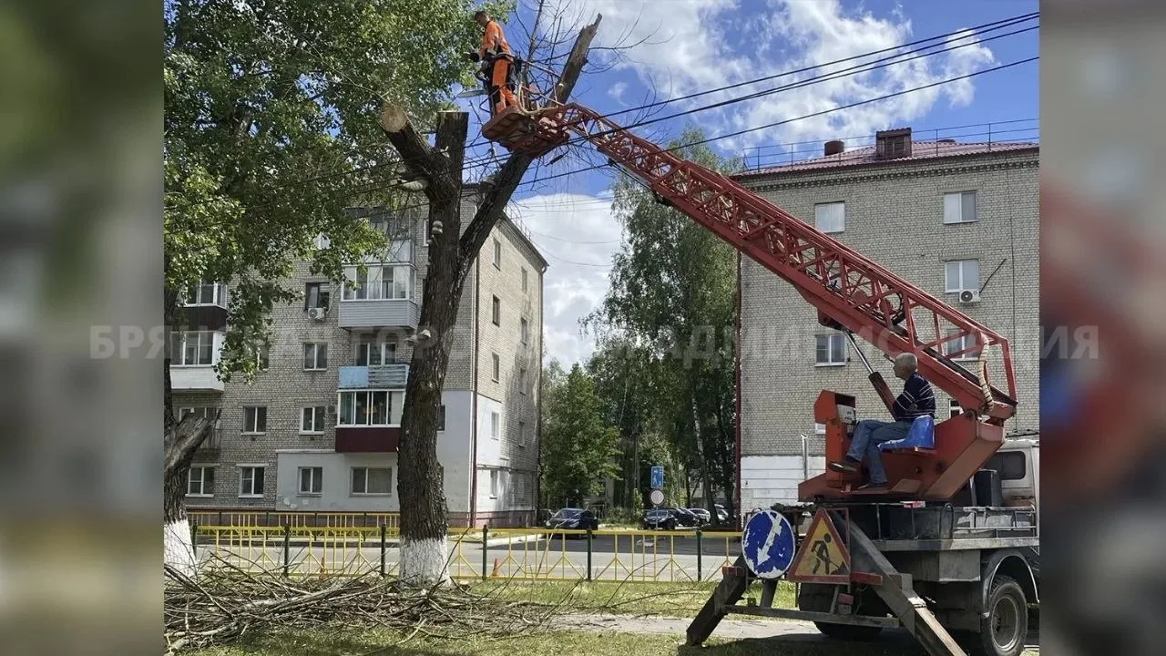 В паблике «Типичный Брянск» была размещена информация о беспокойстве горожан по поводу засохшего дер