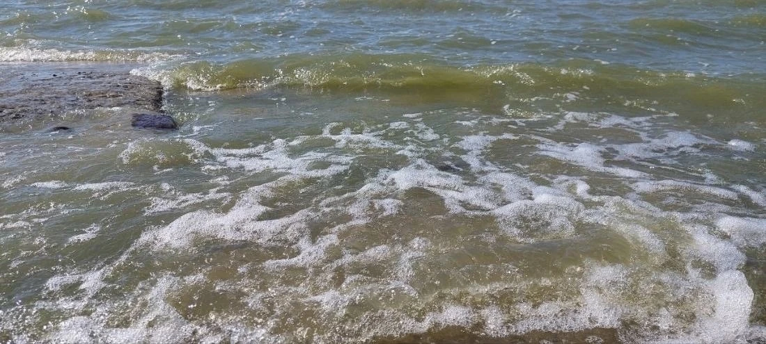 🐟 В Азовском море почти вдвое сократилось число видов рыб