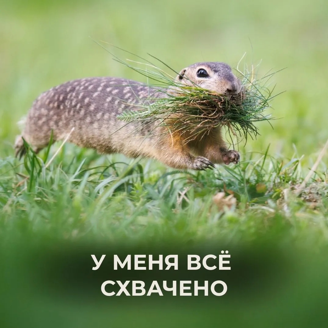🐿️ Какой ты суслик сегодня?