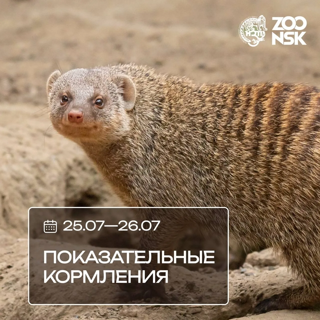 Горский | Ленинский район | Новосибирск🏡

Друзья, приглашаем вас на показательные кормления в эти в