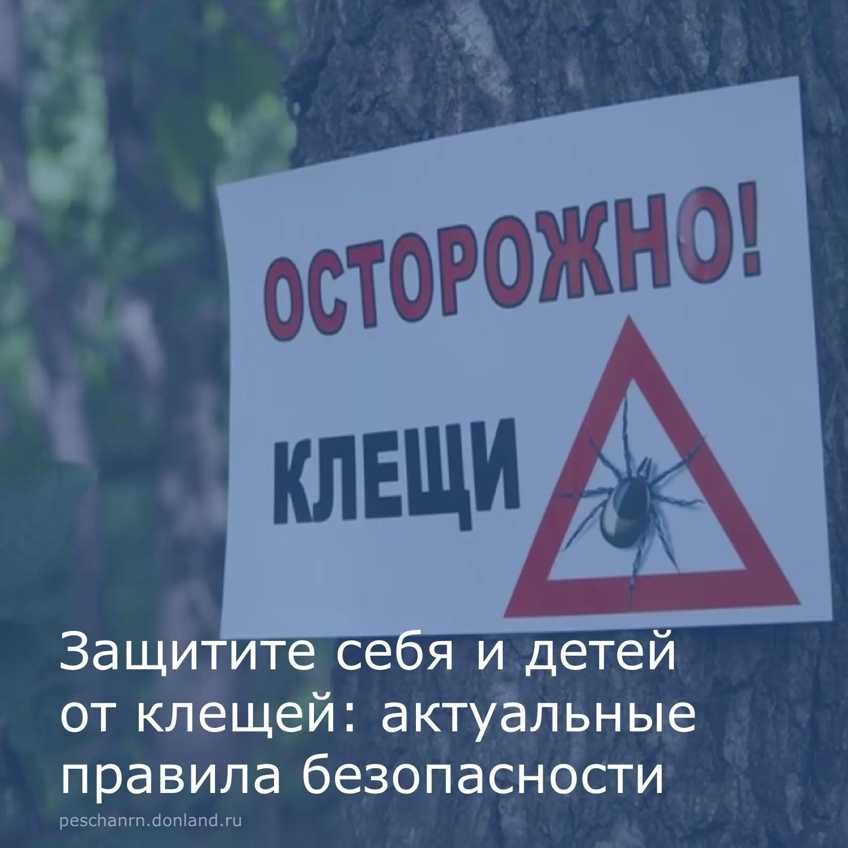 Клещи представляют серьезную угрозу для здоровья, так как являются переносчиками опасных инфекций, в