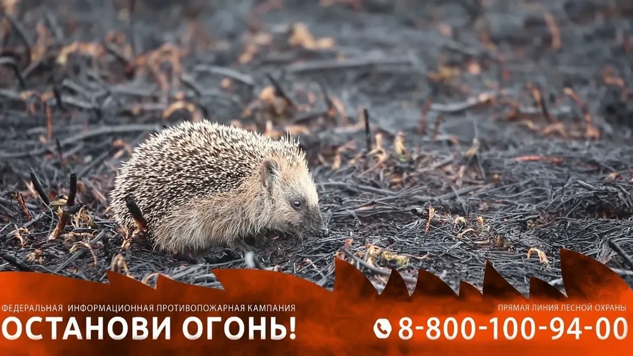 ✋🔥Останови огонь!