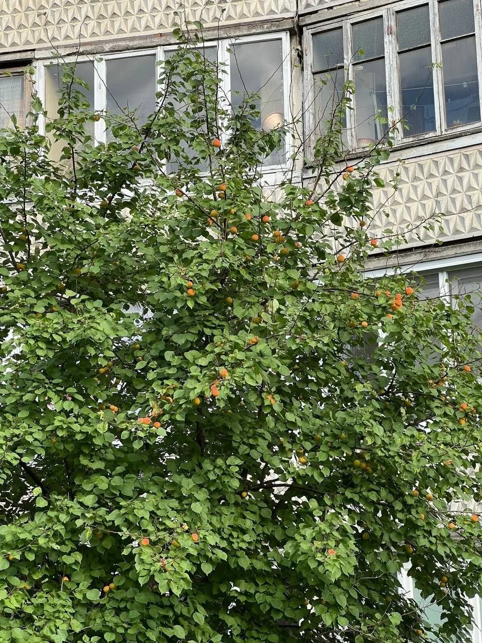 🍑 Во дворе на Максима Горького созревают абрикосы.

Плодовое дерево растёт прямо под окнами многоэт
