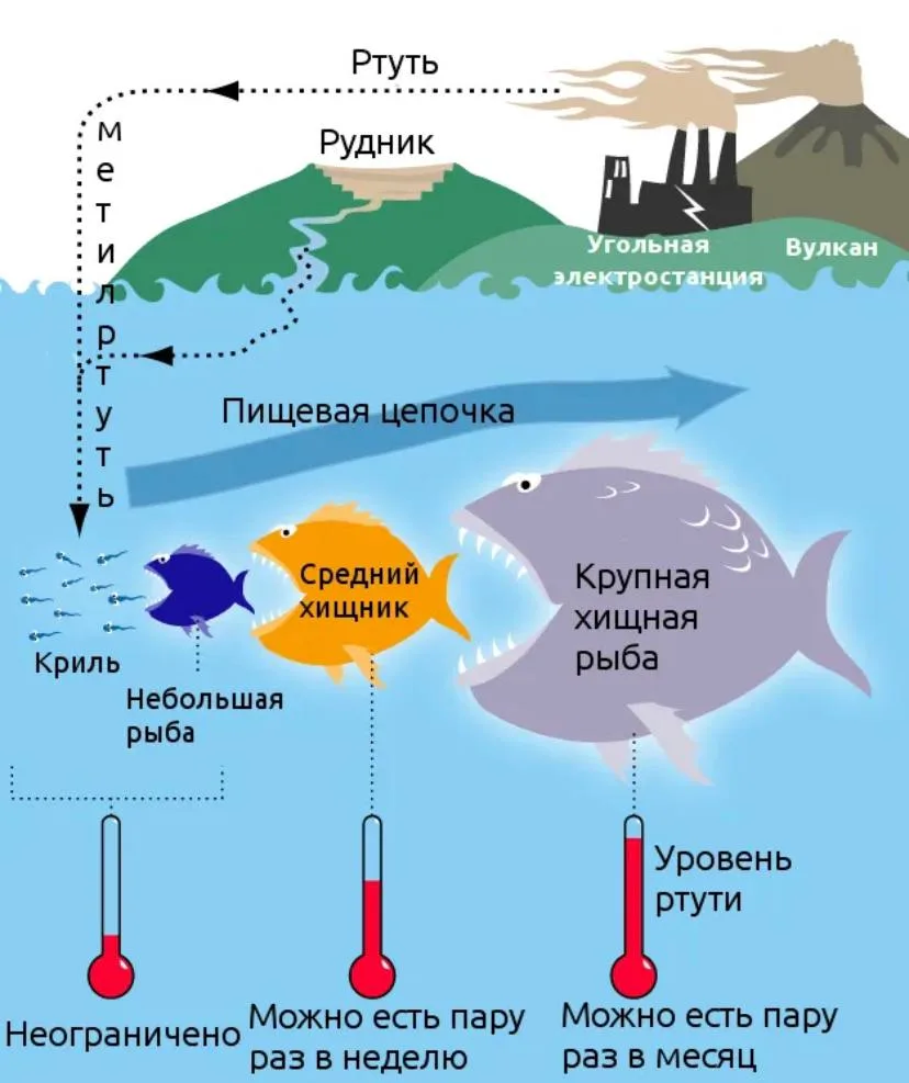 ПРО РТУТЬ И РЫБУ 🐟