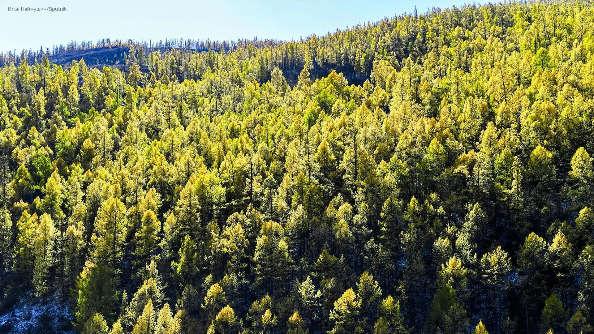 Каких деревьев больше всего в России? 🌲🌳

Думаете, берез? Елей? Сосен? А вот и нет! Вы удивитесь, 
