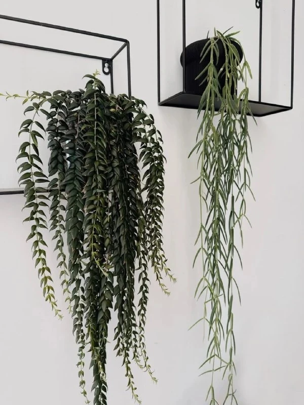 Ампельные растения: не отдельная классификация 🌿
