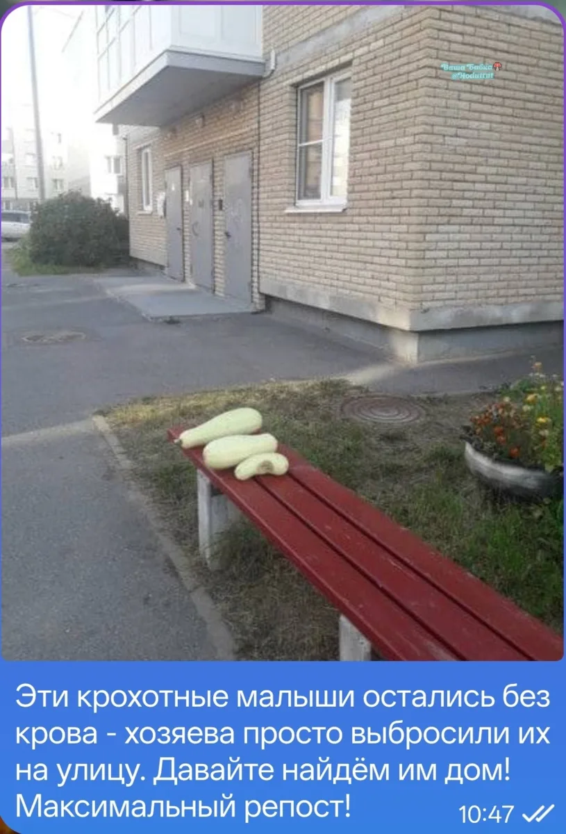 Бедняжечки🥹