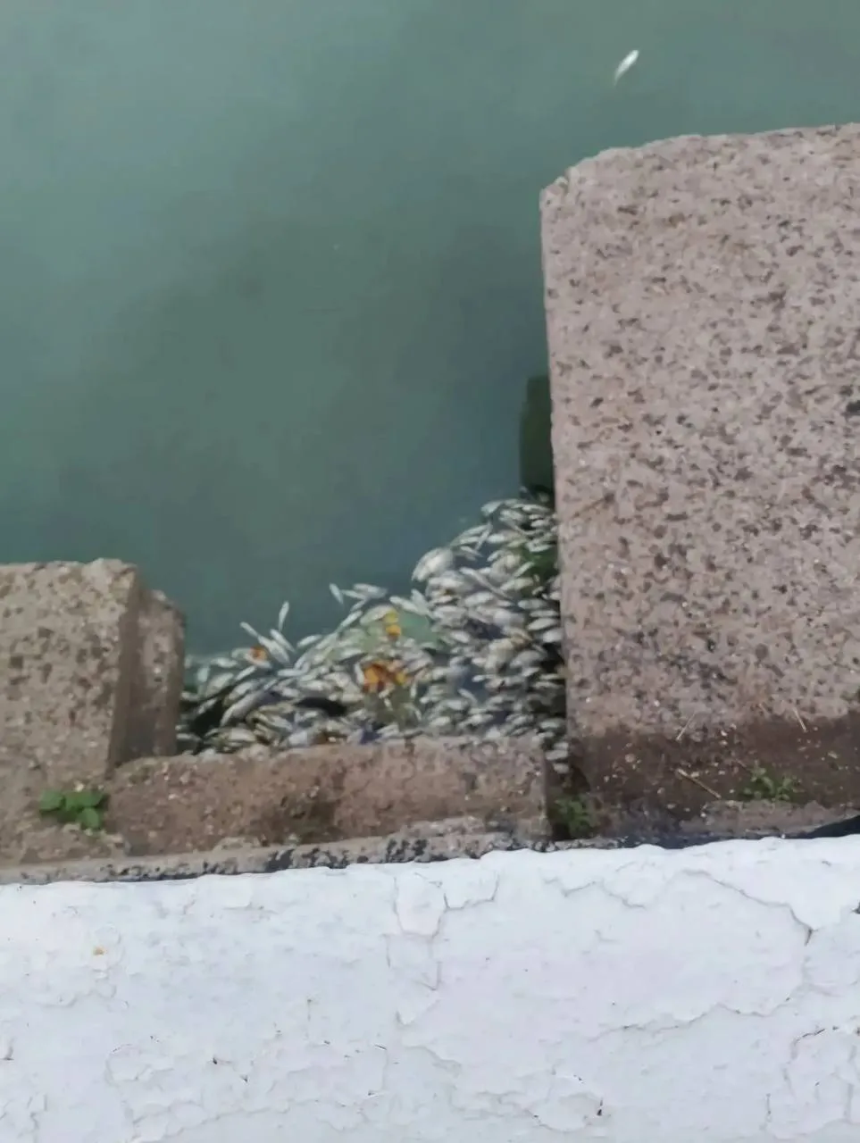 🐟 Мертвую рыбу снова обнаружили в водоеме в поселке Тумботино в Павловском округе