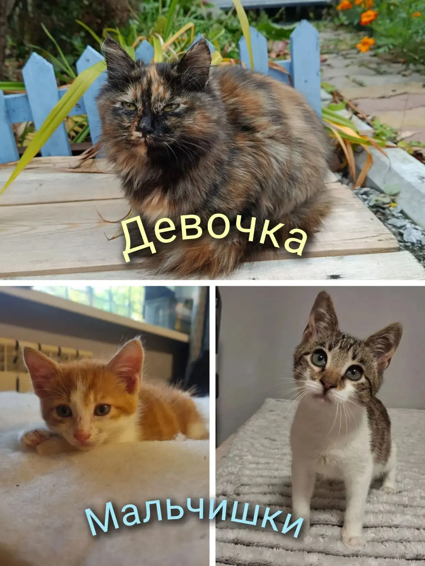 Прекрасные котята в добрые руки! (ДЕВОЧКА и 2 МАЛЬЧУГАНА)