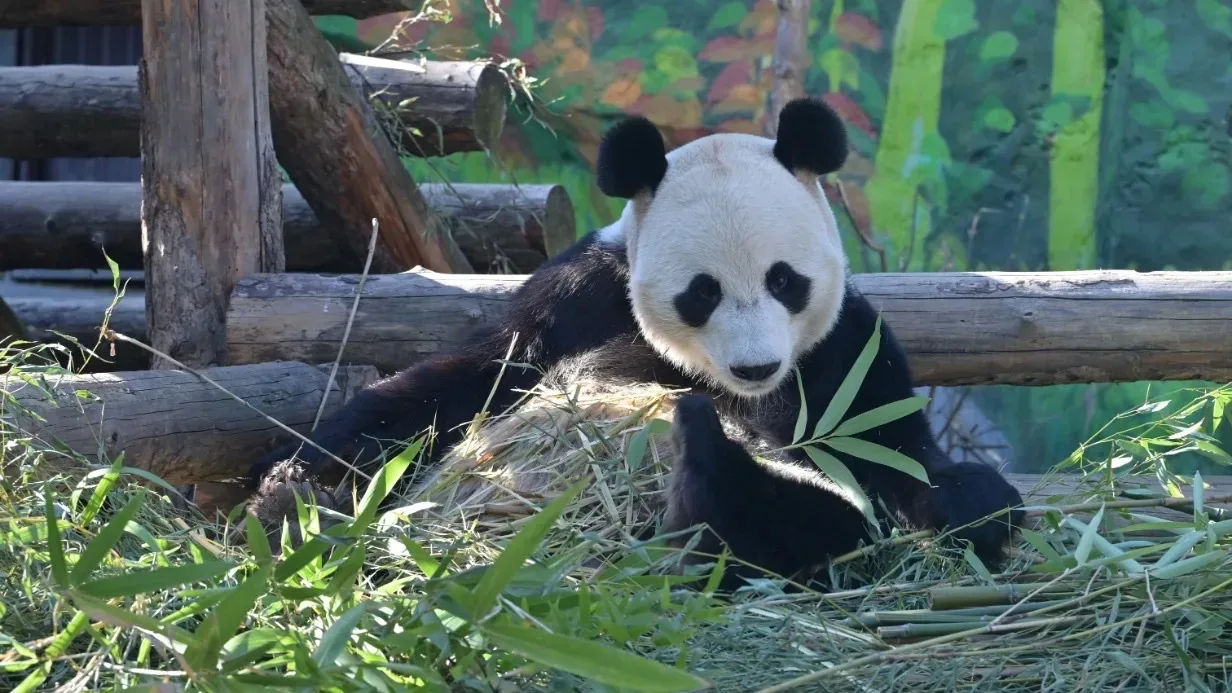 🐼 Московский зоопарк меняет режим работы с 1 апреля